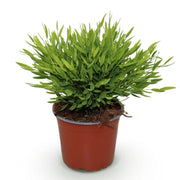 Pogonatherum Monica - Kamerbamboe