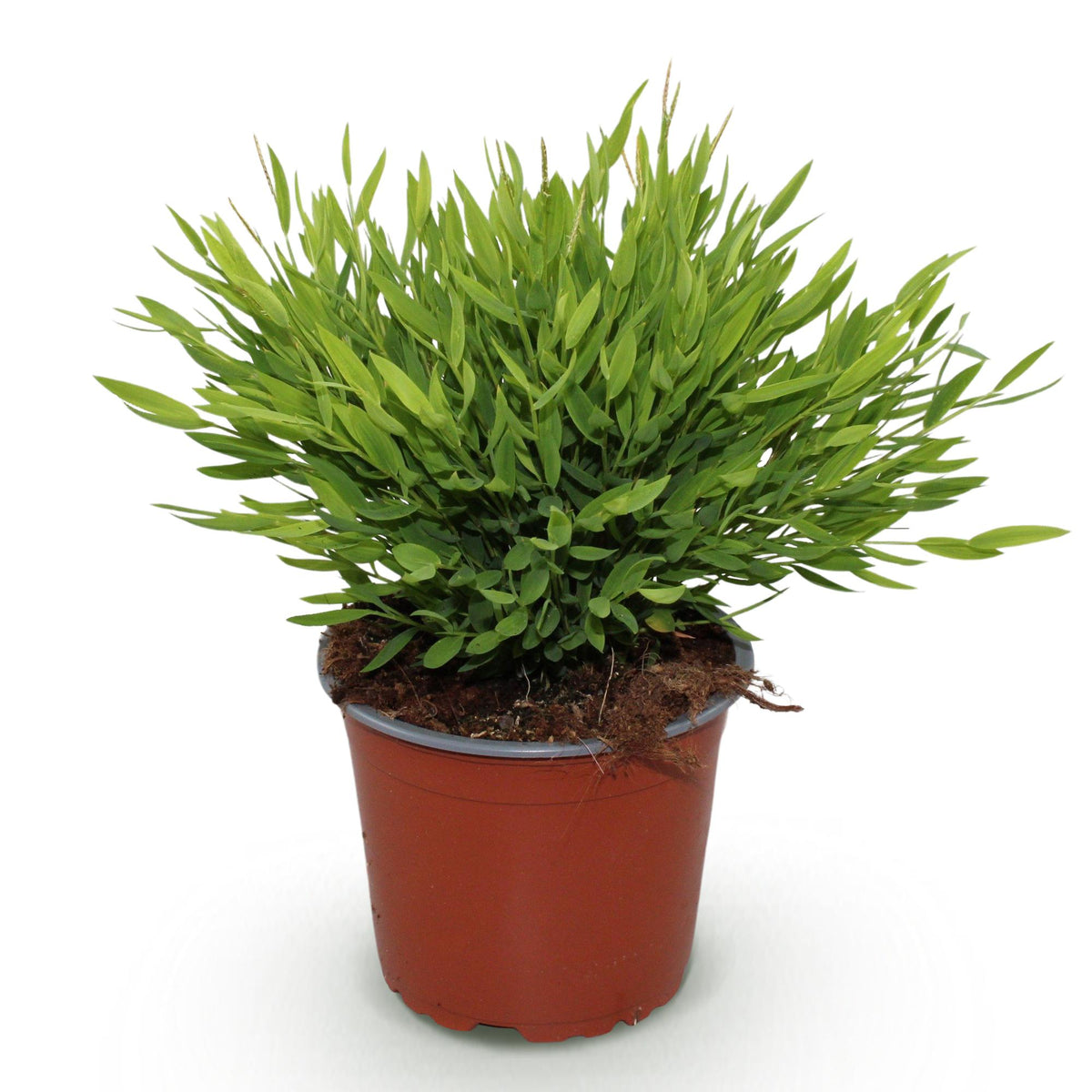 Pogonatherum Monica - Kamerbamboe, kenmerkend blad