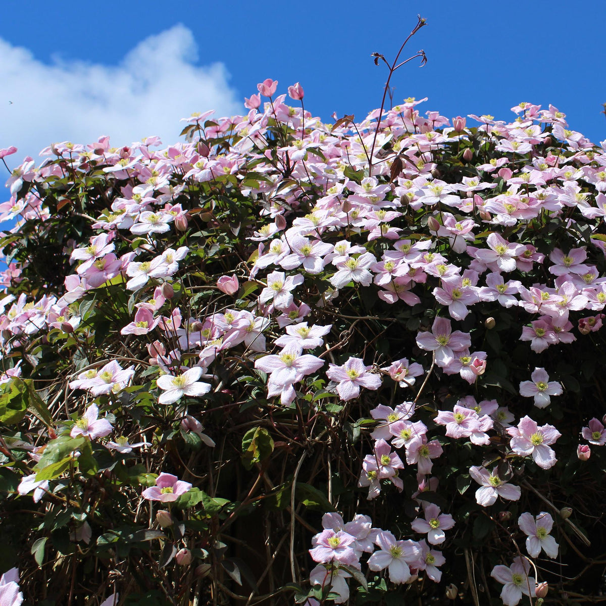 Clematis montana Rubens, detail van het blad