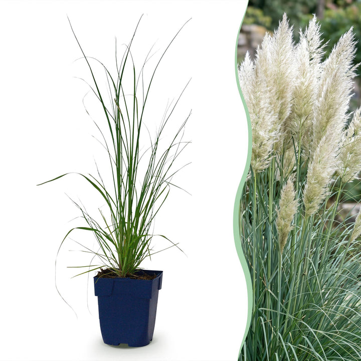 Cortaderia sell. Pumila - Dwergpampasgras - Met Pluim - Grijs - 6 Planten