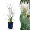 Cortaderia sell. Pumila - Dwergpampasgras - Met Pluim - Grijs - 6 Planten