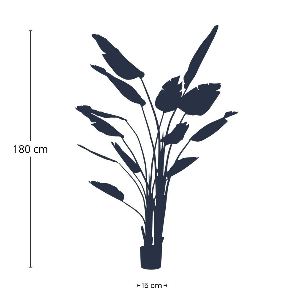 Strelitzia nicolai, groene bladeren