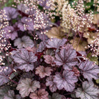 Purperklokje Heuchera 'Palace Purple', schaduwplant, paars, voor border en schaduw