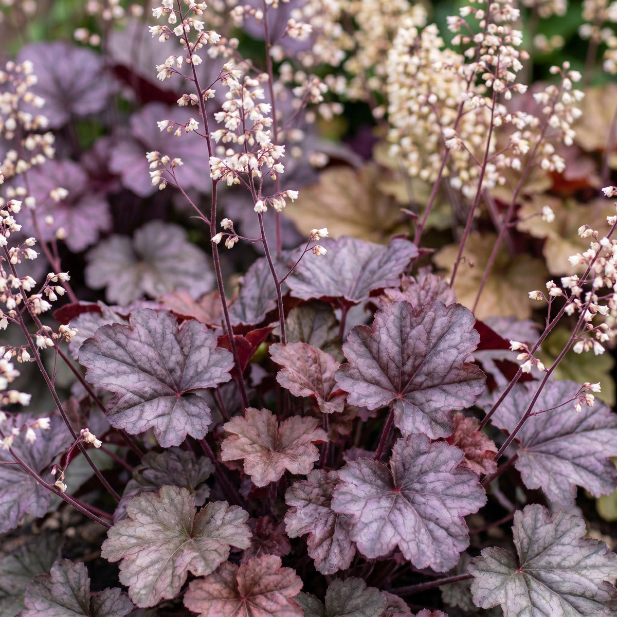 Purperklokje Heuchera 'Palace Purple', schaduwplant, paars, voor border en schaduw