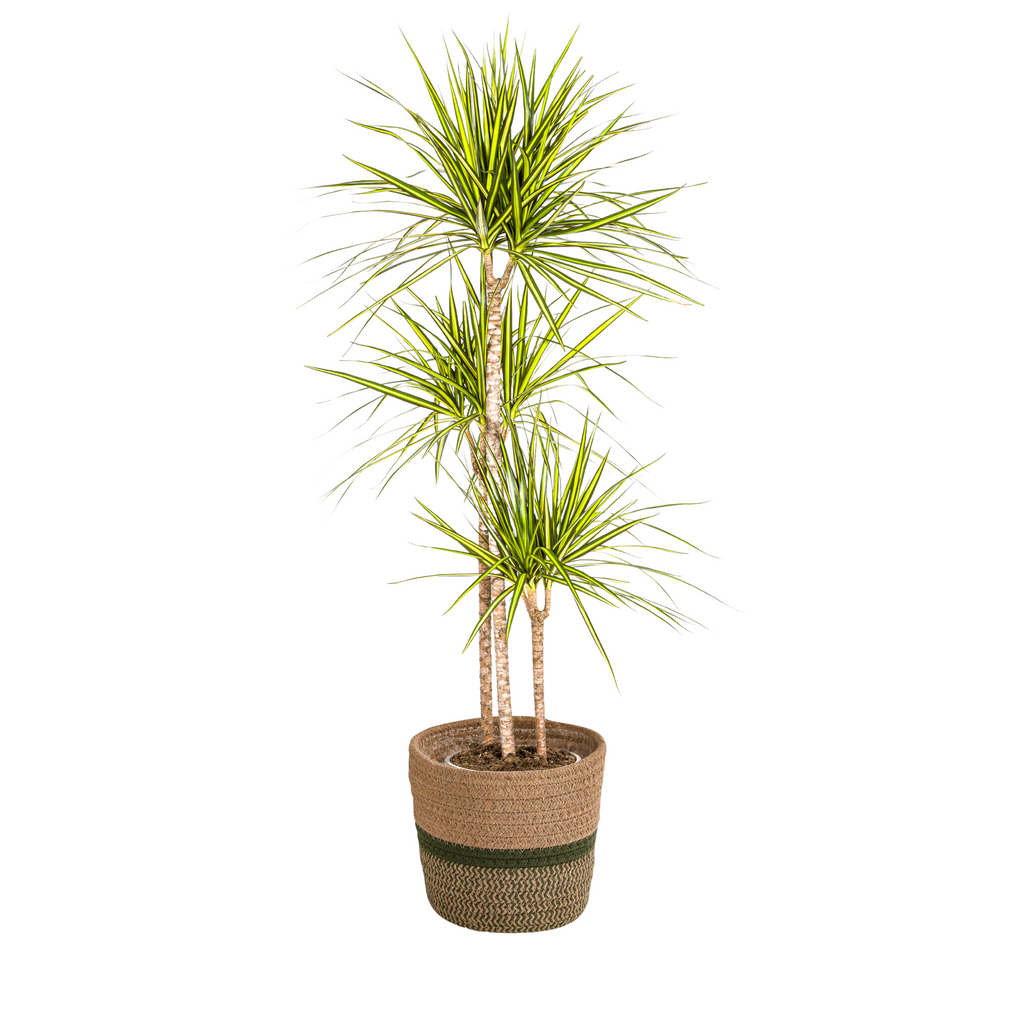 Dracaena Marginata Sunray met mand, plant in pot