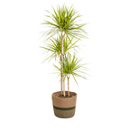 Dracaena Marginata Sunray met mand, plant in pot