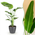 Strelitzia Nicolai, kenmerkend blad