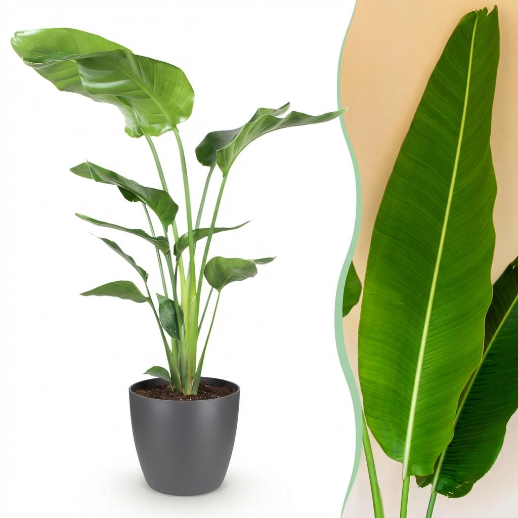 Strelitzia Nicolai, kenmerkend blad