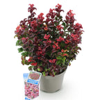 Leucothoe Curly Red, plant voor binnen