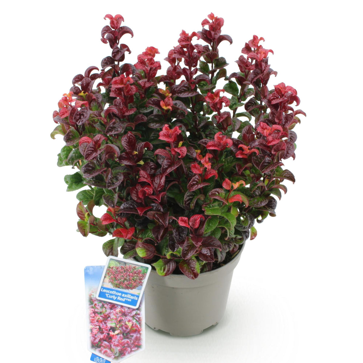 Leucothoe Curly Red, plant voor binnen