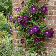 Clematis &