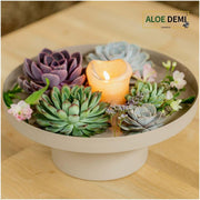 Rootless Echeveria medium mix - kweekdoos