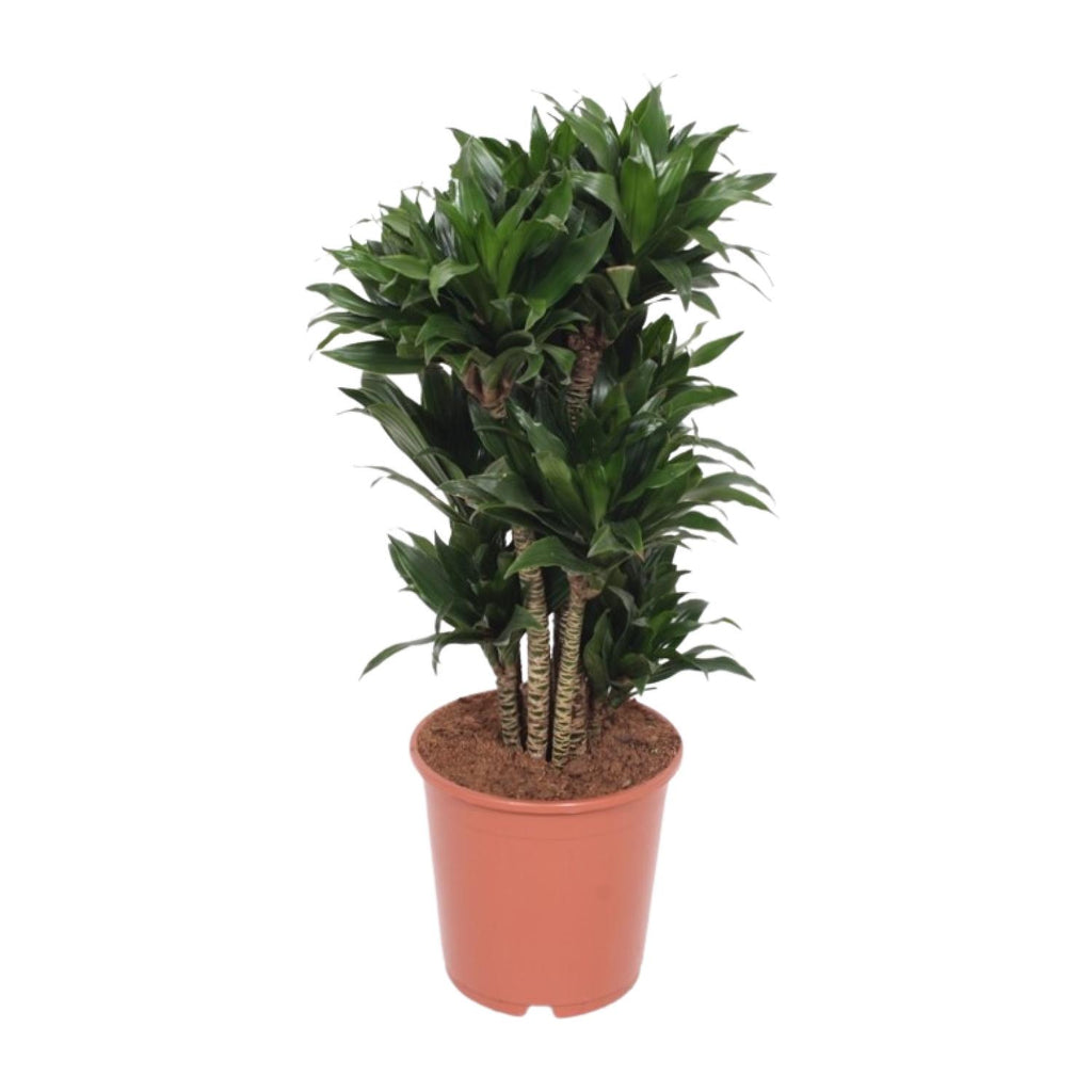 Productfoto van Dracaena Compacta
