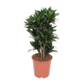 Productfoto van Dracaena Compacta