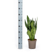 Sansevieria Trifasciata Zeylanica Compacta