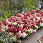 Hydrangea panniculata Groundbreaker Ruby, groeiwijze van de plant