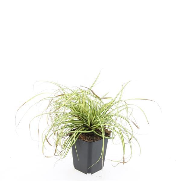 Carex oshim. 'Evergold', detail van het blad