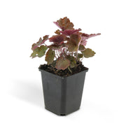Heuchera mic. &