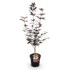 Acer palmatum Bloodgood, detail van het blad