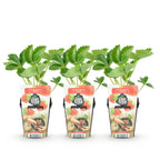 Aardbei Fragaria Maxim, groene bladeren