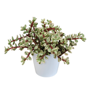Portulacaria afra Variegata