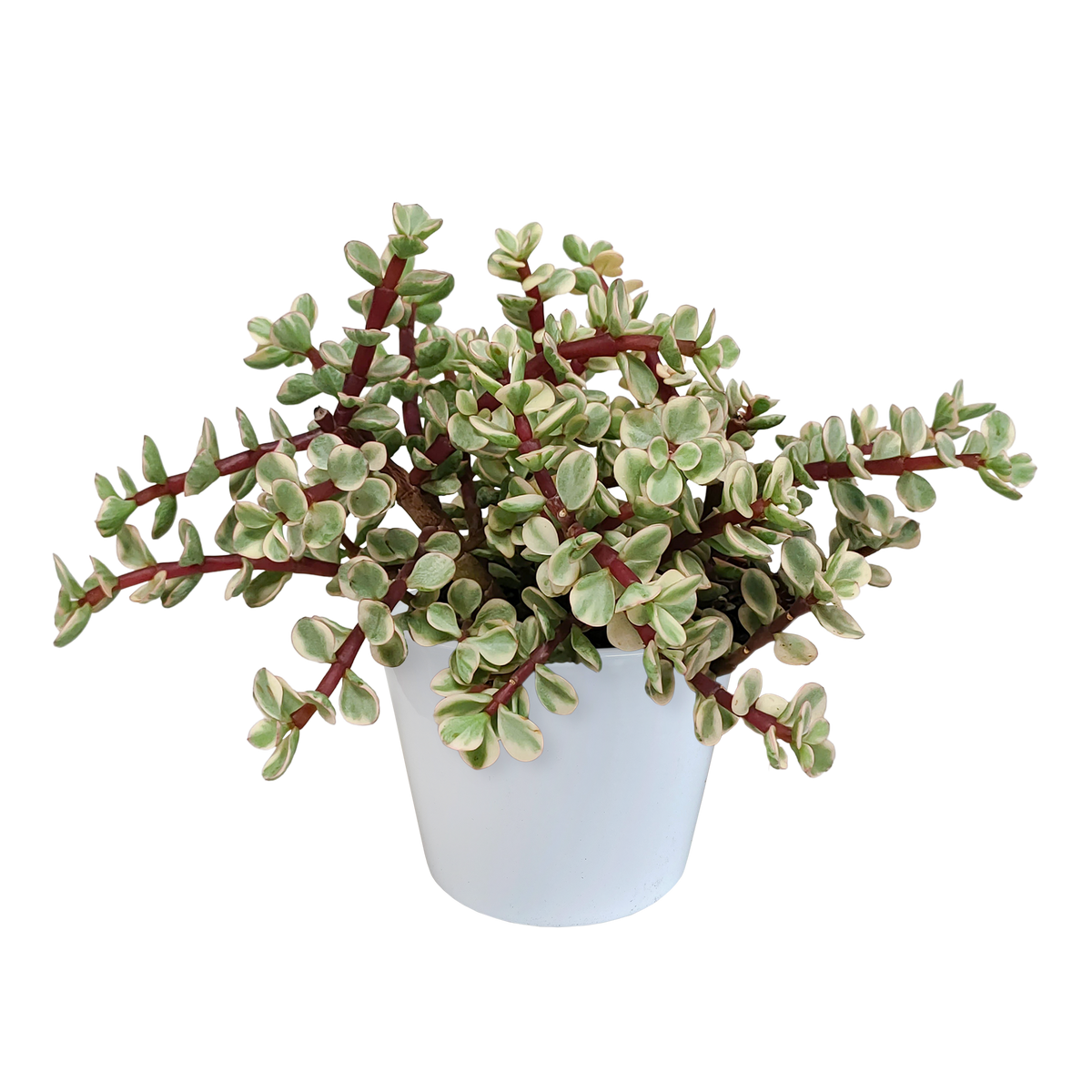 Productafbeelding van Pureplant