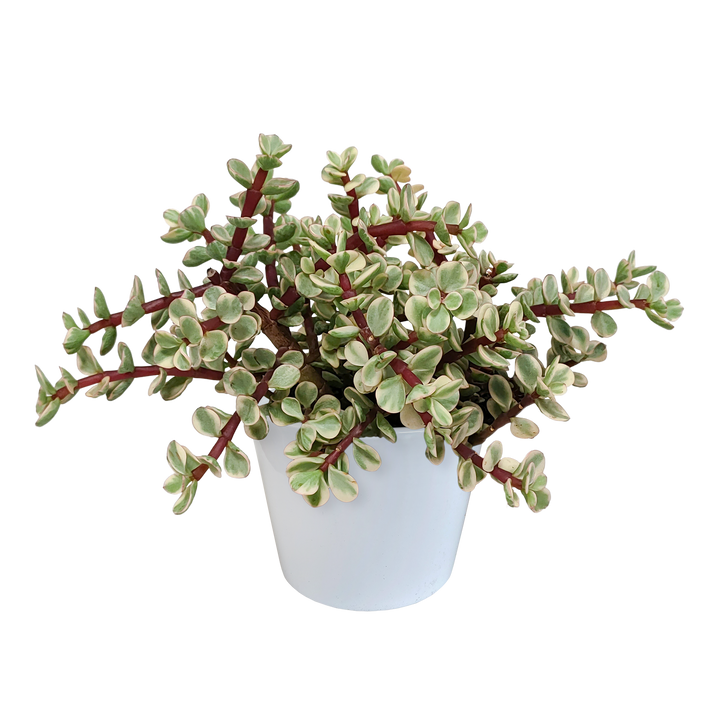 Portulacaria afra Variegata