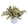 Portulacaria afra Variegata