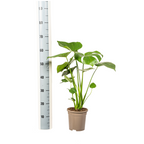 Monstera Deliciosa Tauerii, groene bladeren