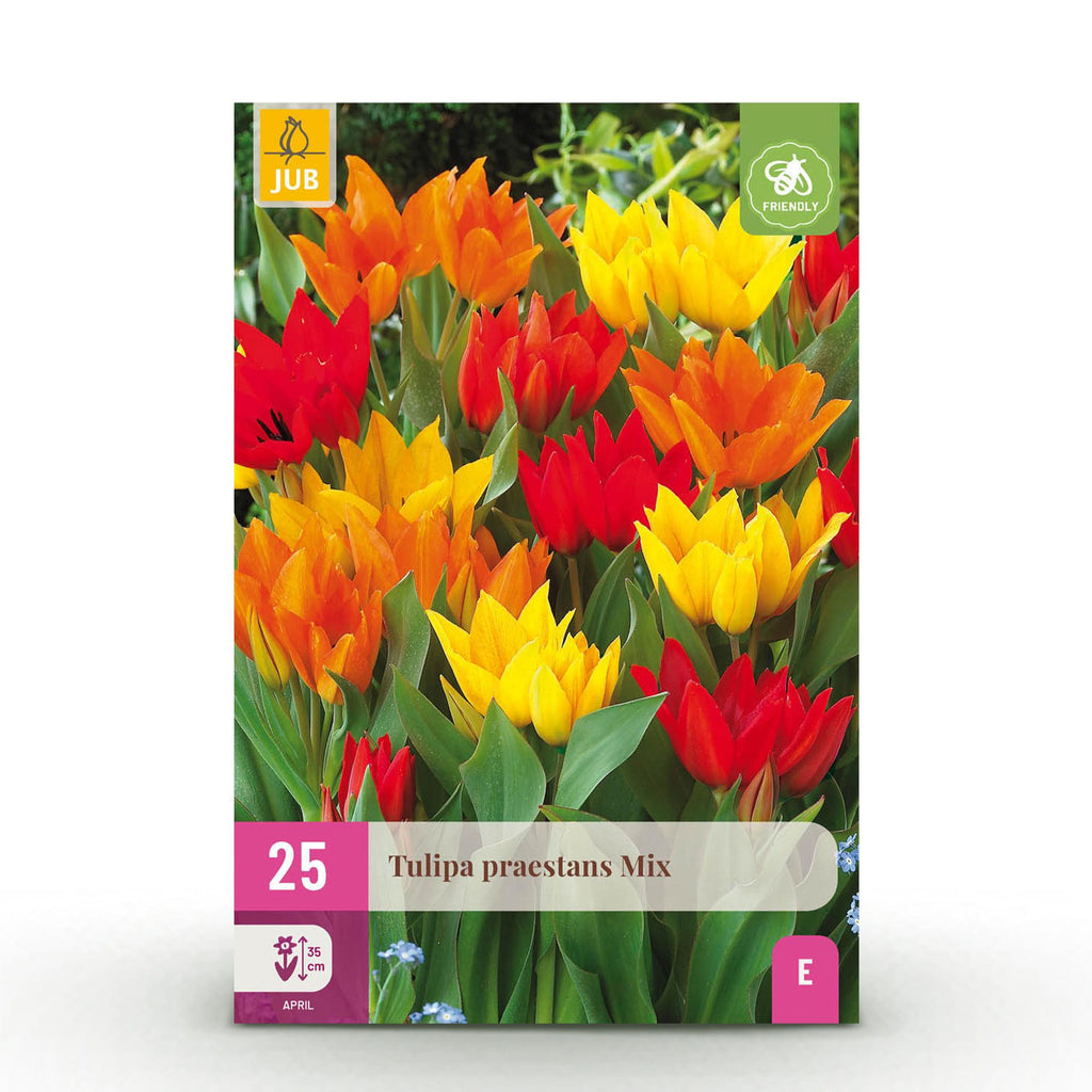 Tulp Praestans mix, detail van het blad