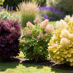 Cotinus coggyria Tricolour, kenmerkend blad