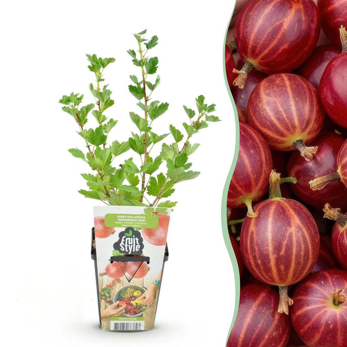 Kruisbes Ribes uva-crispa Hinnomäki Röd, detail van het blad