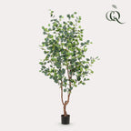 Productafbeelding van Pureplant