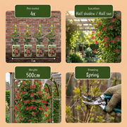 Lonicera x brownii &