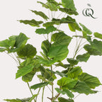 Kunstplant - Ficus umbellate - Afrikaanse vijg, detail van het blad