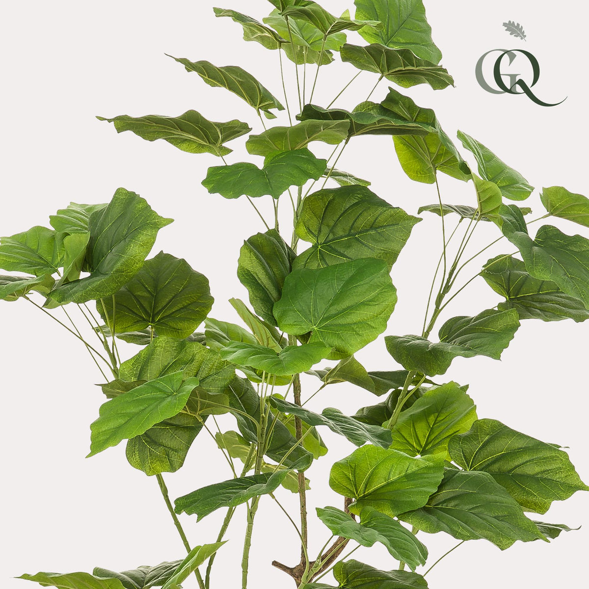 Kunstplant - Ficus umbellate - Afrikaanse vijg, detail van het blad