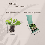 Aster pluggen voor een kleurrijke najaarstuin, 6 stuks
