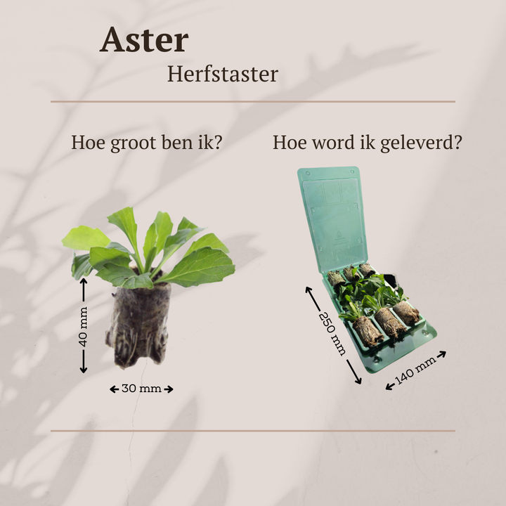 Aster pluggen voor een kleurrijke najaarstuin, 6 stuks