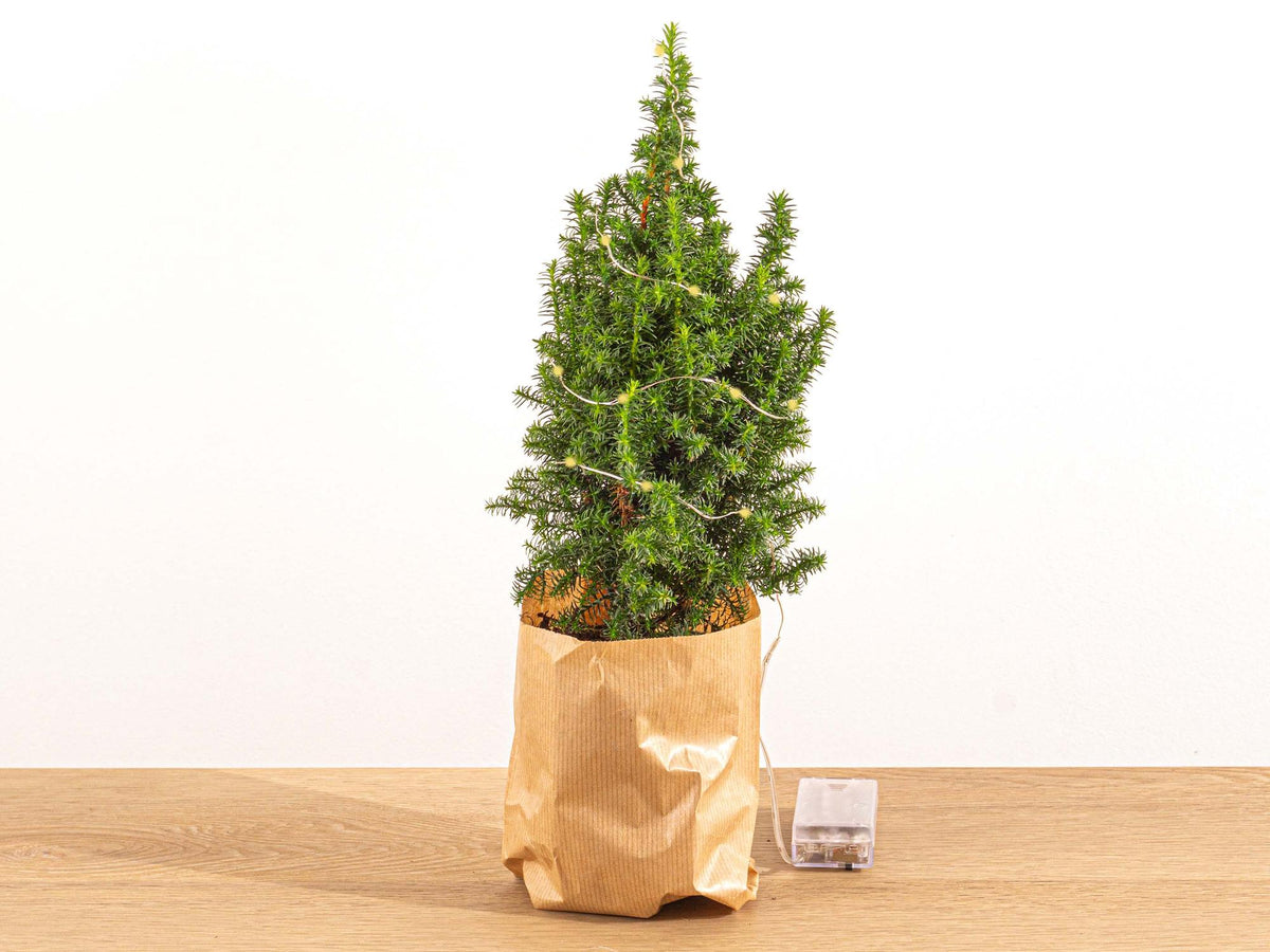 Productafbeelding van Pureplant