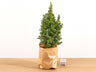 Mini-kerstboom - Chamaecyparis