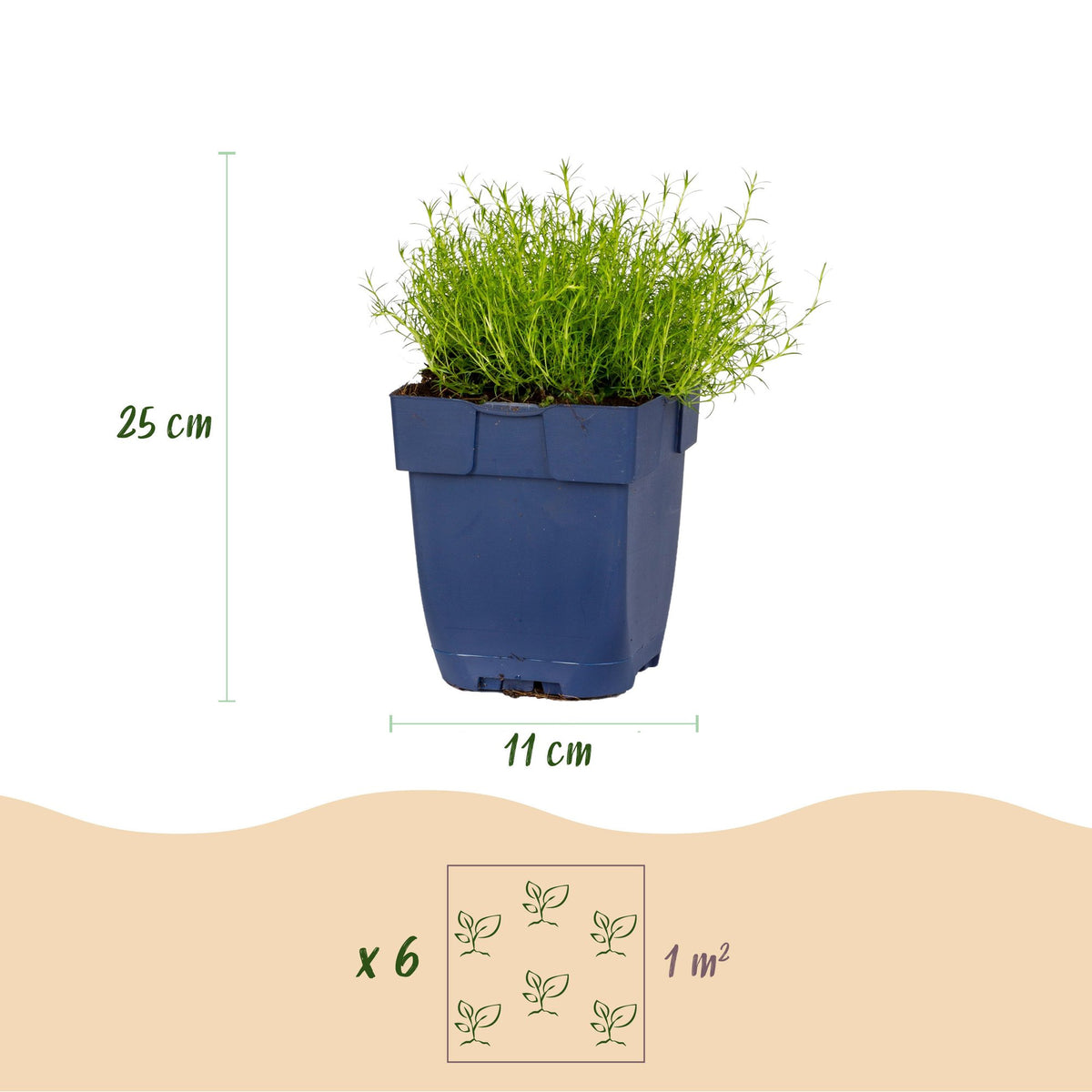 Sagina subulata - Vetmuur - RotsPlant - Wit, compacte plant