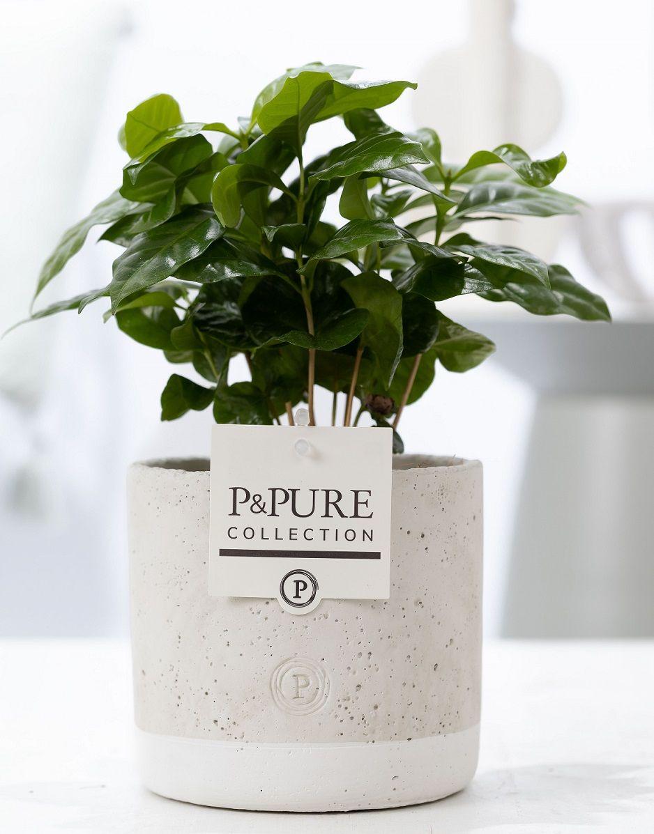 Coffea Arabica In P&PURE Jade Ceramics, plant in pot