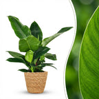 Philodendron Imperial Green met Mand, detail van het blad