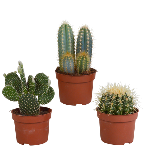 Productafbeelding van Pureplant