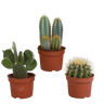 Cactus mix