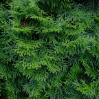 Thuja occidentalis Smaragd, 30-35 cm hoog, detail van het blad