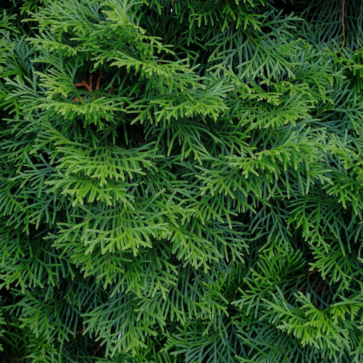 Thuja occidentalis Smaragd, 30-35 cm hoog, detail van het blad