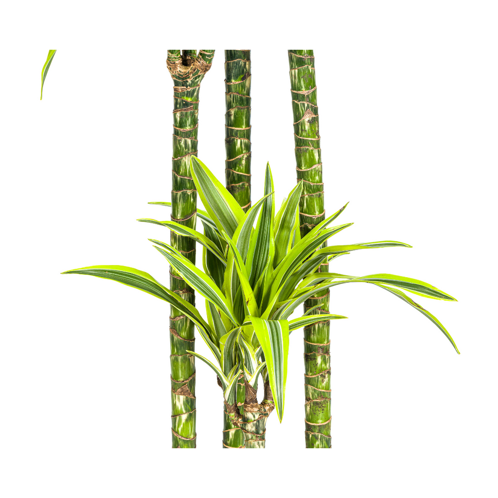 Dracaena Deremensis Lemon Lime, detail van het blad