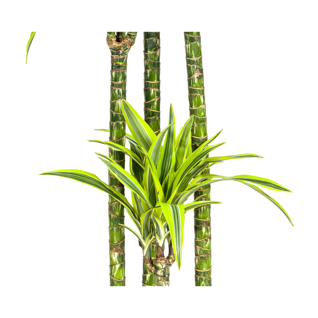 Dracaena Deremensis Lemon Lime, detail van het blad