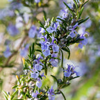 Rosmarinus officinalis, groene bladeren